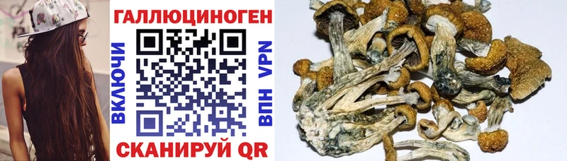 Купить  Хилок  Галлюциногенные грибы Psilocybine cubensis 